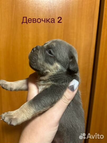 Американский булли