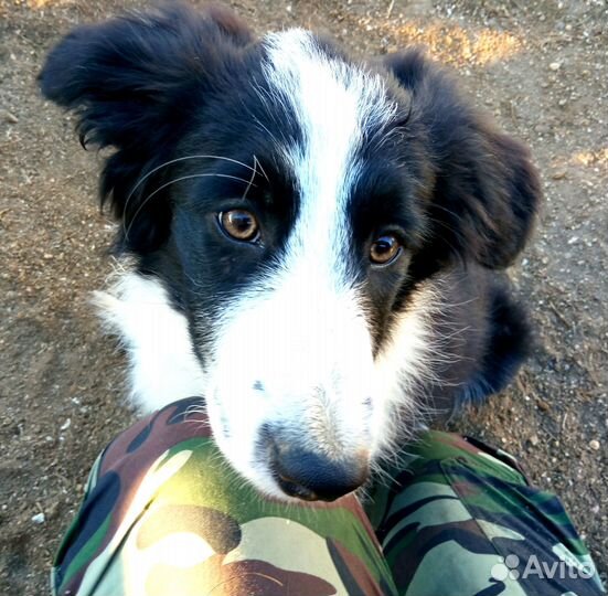 Бордер колли щенок