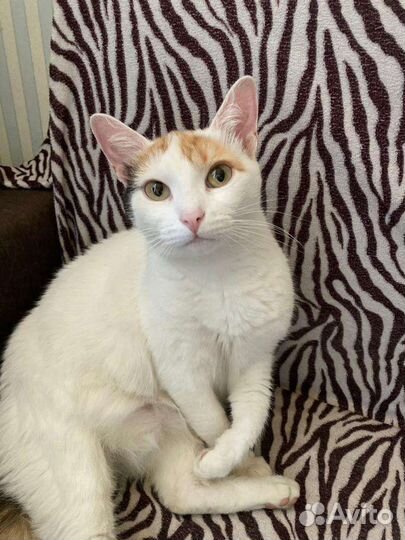 Кошечка Снежинка в дар