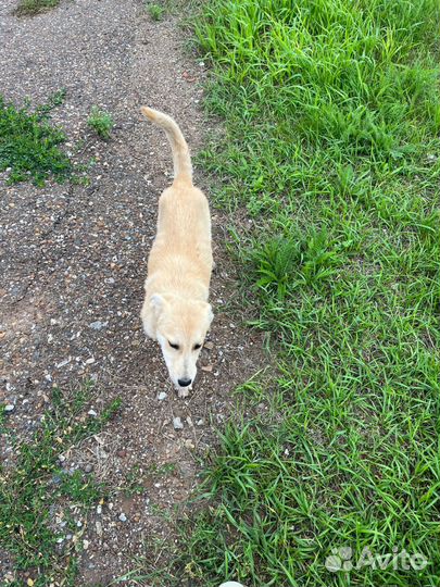 Собака в добрые руки отдам бесплатно