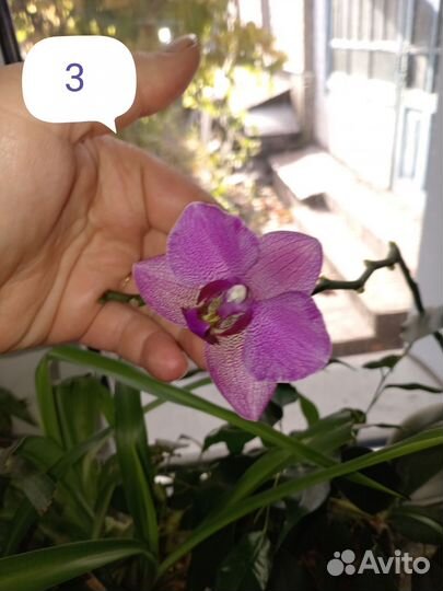 Орхидея фаленопсис