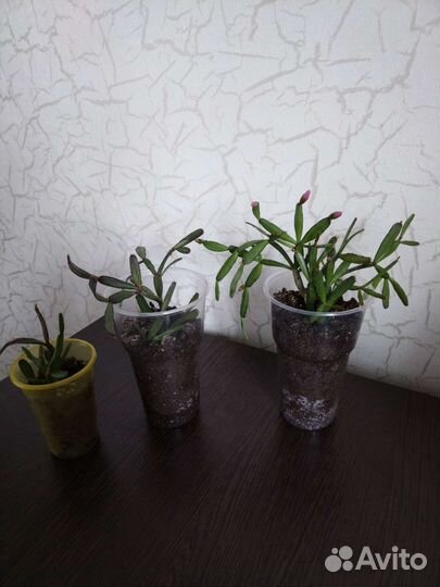 Шлюмбергера усеченный