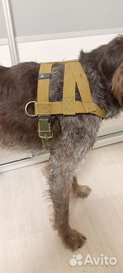 Шлейка для собаки 1