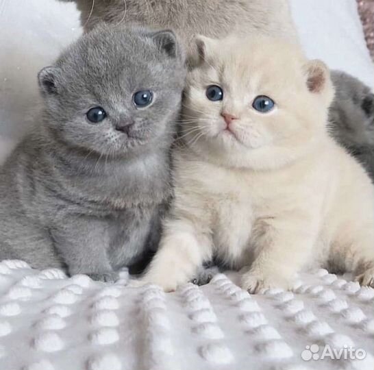 Британская