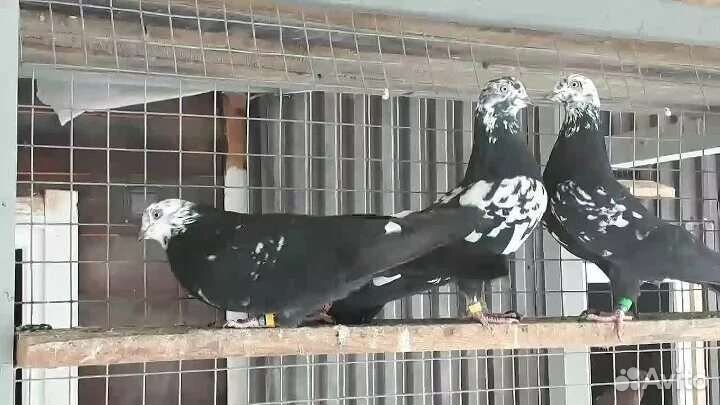 Голуби свердловские