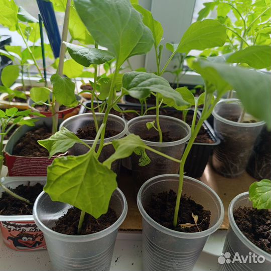 Рассада баклажан