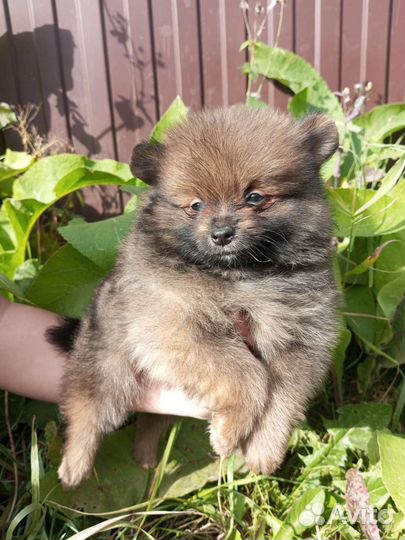 Супер модные шпицулики