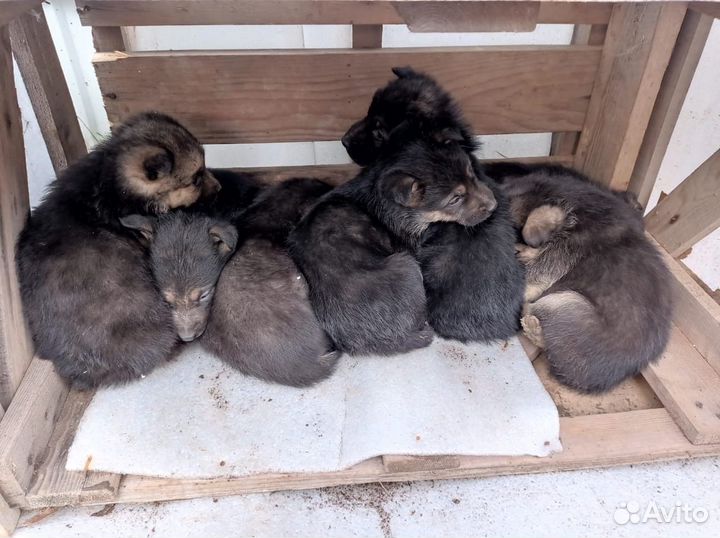 Немецкая овчарка