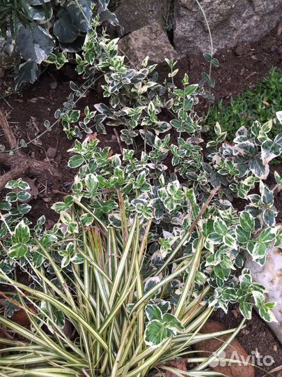 Бересклет форчуна