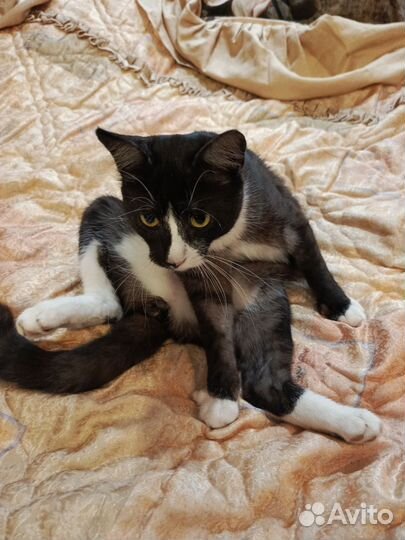 Кот в заботливые руки