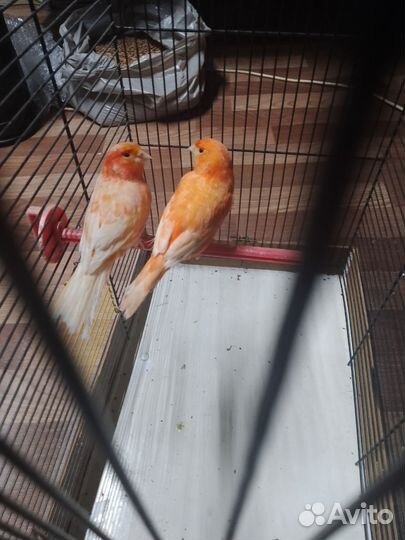 Кенара и канарейки