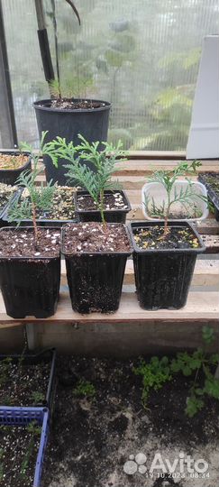 Туя смарагд, самшит, можжевельник