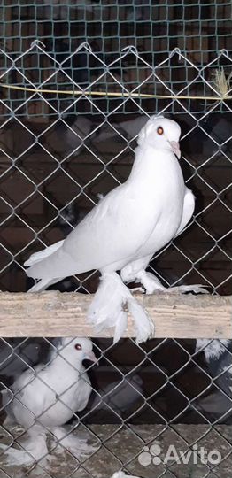 Голуби Ленинаканци и турецкая такла