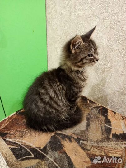 Кошка в дар