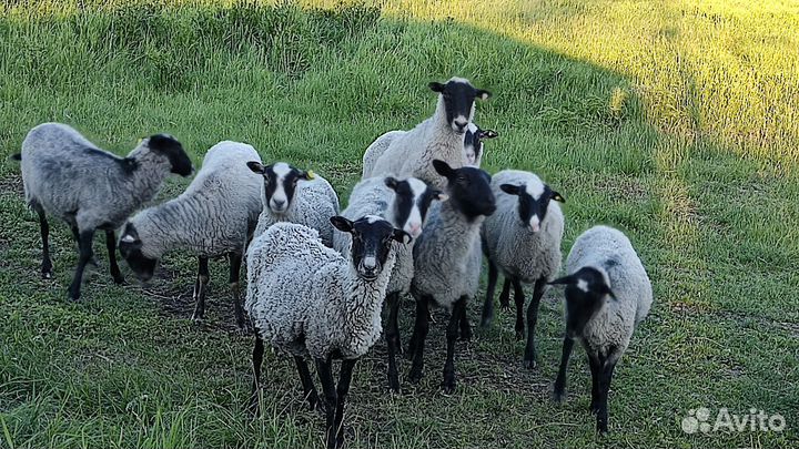 Пельмени домашние, мясо баранины, уток