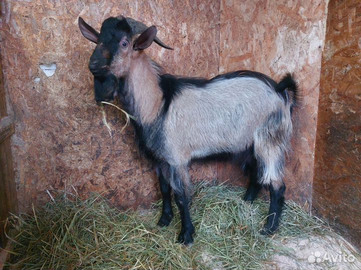 Продам козла