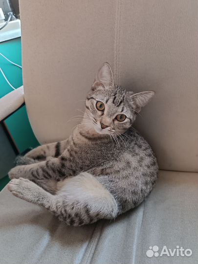 Кот в дар бесплатно