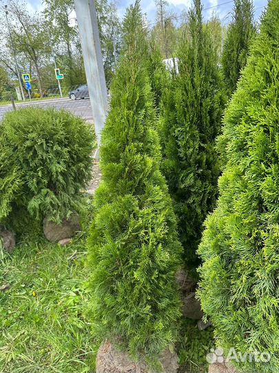 Туя смарагд 1.5 м