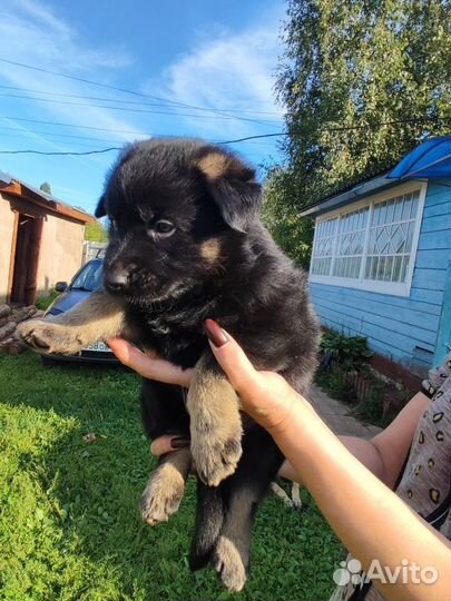 Щенки немецкой овчарки