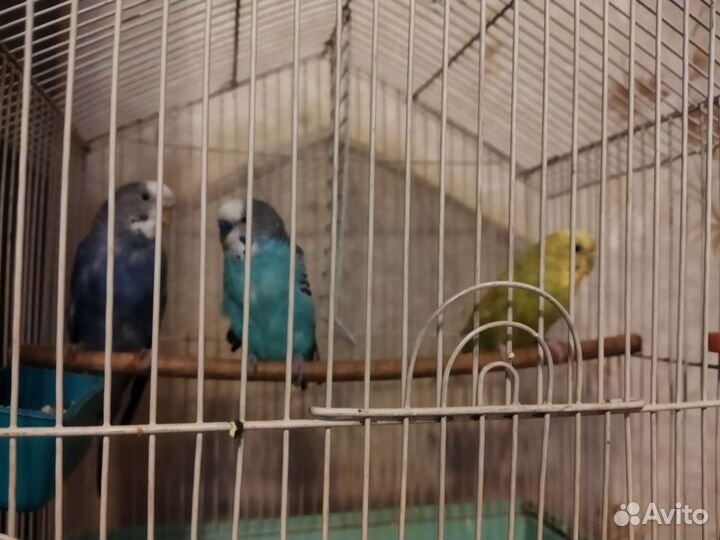 Волнистый попугай с клеткой