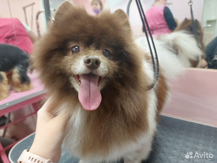 Модель на груминг (собаки/кошки)