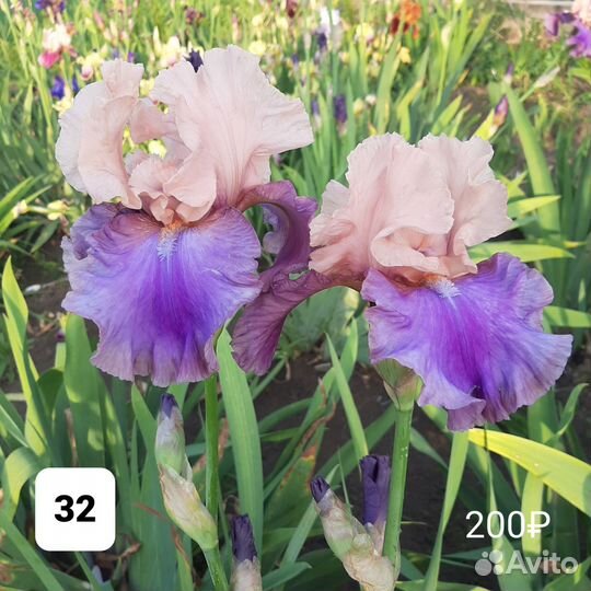 Ирисы бородатые сортовые на 24 год