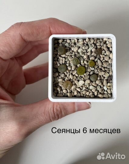 Литопсы Набор для выращивания