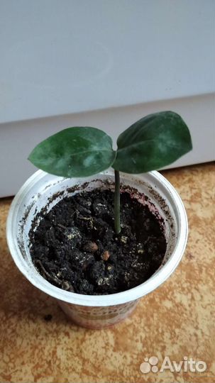 Замиокулькас долларовое дерево
