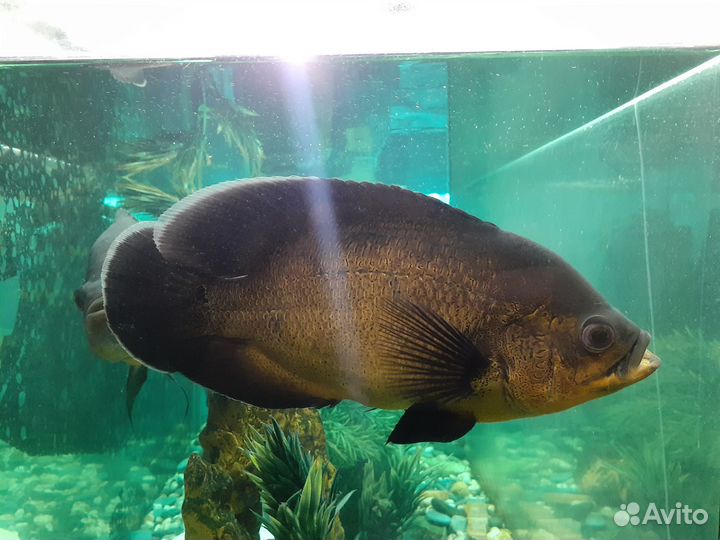 Астронотус