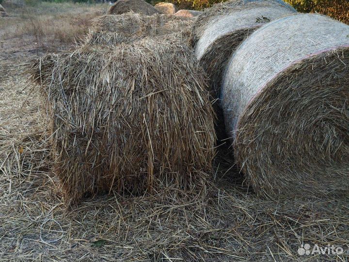 Сено в рулонах суданка и солома ячменя