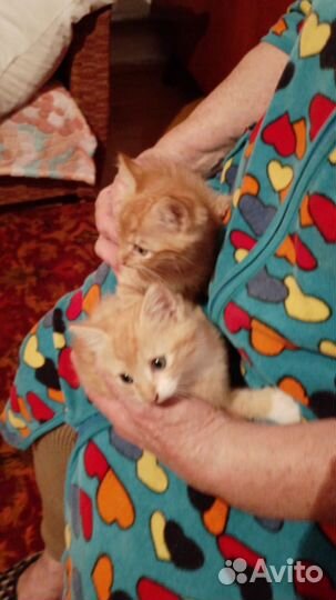 Отдам котенка в добрые руки
