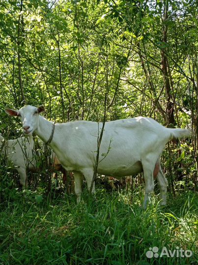 Коза нубийская, зааненская, козочка нубийка