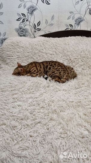 Бенгальский кот вязка