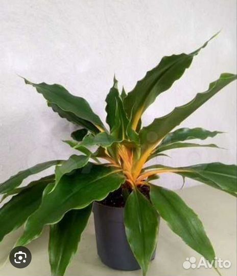 Комнатные растения