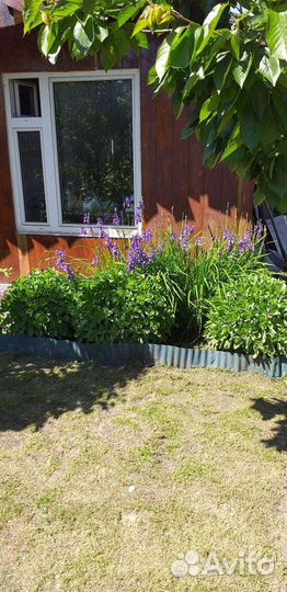 Ирис сибирский