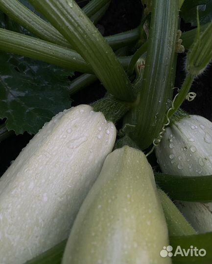 Кабачки свежие