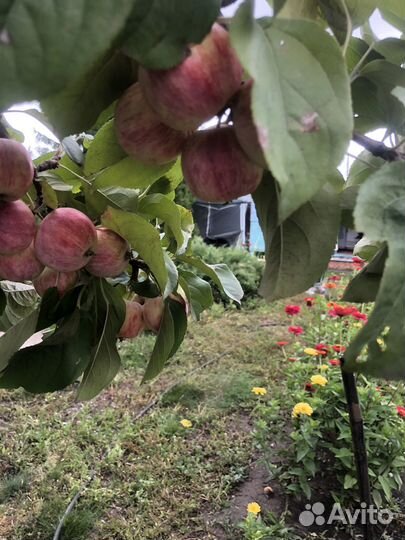 Яблоки Триумф