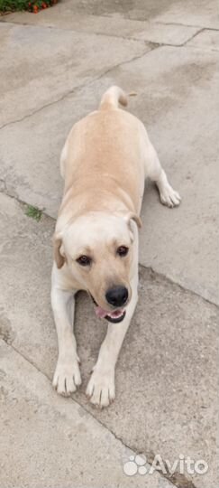 Лабрадор вязка