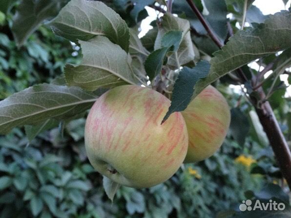 Саженцы яблони Братчуд, Солнышко, Медуница