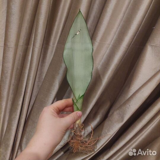 Сансевиерия