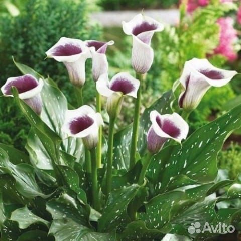 Клубни каллы