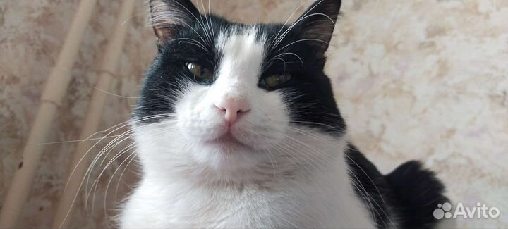 Кот ищет любящего хозяина