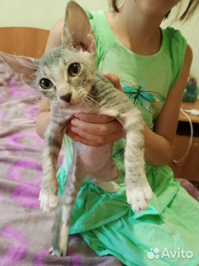 Донской сфинкс котёнок