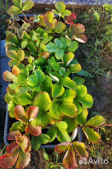 Саженцы сортовой клубники