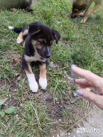 Щеночки девочки