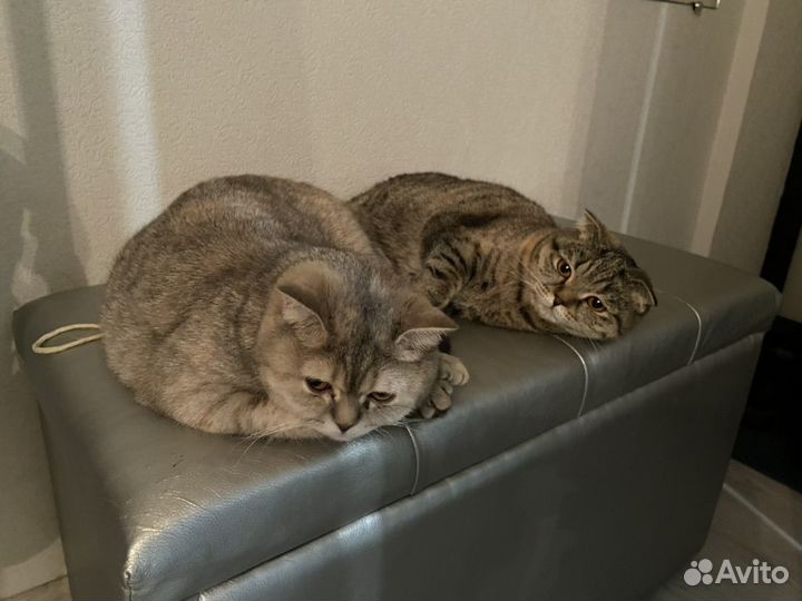 Британские кошки