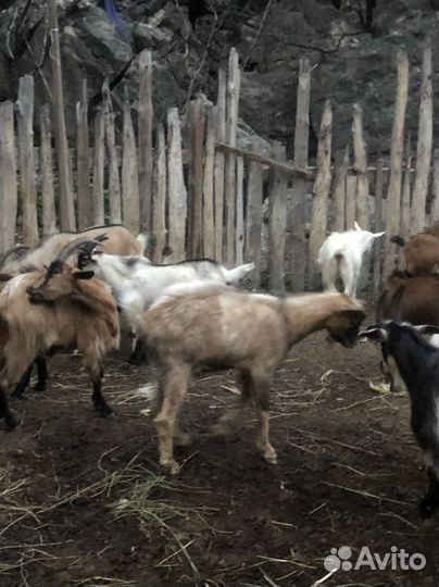 Козы на племя