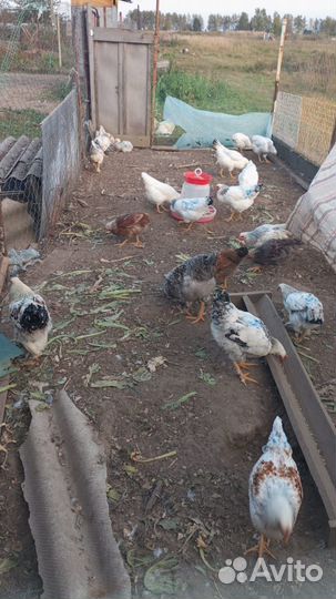 Куры молодки