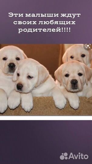 Щенки лабрадора