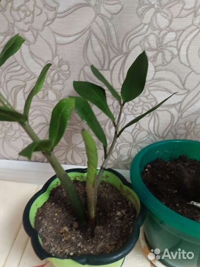 Замиокулькас